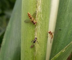 A mosca-sirfídeo é usada com bons resultados para o controle da infestação do pulgão-do-sorgo