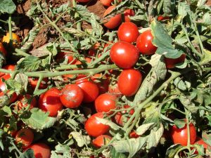 Um estudo orienta o agricultor a usar o zoneamento de risco climático para o plantio de tomate