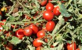 Um estudo orienta o agricultor a usar o zoneamento de risco climático para o plantio de tomate