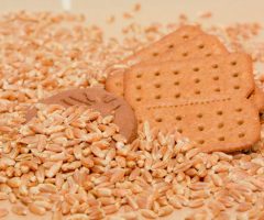 Indústria de biscoitos já pode substituir o trigo pela farinha de triticale