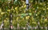 Criado um aplicativo para o manejo correto da irrigação em plantações de frutas tropicais