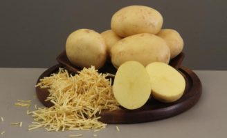 O mercado ganha uma semente de batata mais resistente e de alta produtividade
