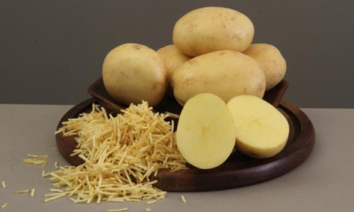O mercado ganha uma semente de batata mais resistente e de alta produtividade