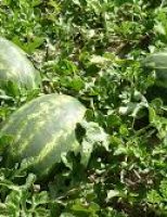Uma virose desconhecida ataca as plantações de melancia em Goiás