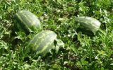 Uma virose desconhecida ataca as plantações de melancia em Goiás