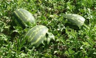Uma virose desconhecida ataca as plantações de melancia em Goiás