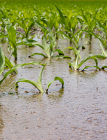 Recomandações para o agricultor se defender dos prejuízos provocado pelo El niño