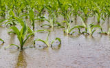 Recomandações para o agricultor se defender dos prejuízos provocado pelo El niño