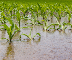 Recomandações para o agricultor se defender dos prejuízos provocado pelo El niño