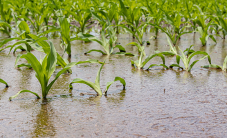 Recomandações para o agricultor se defender dos prejuízos provocado pelo El niño