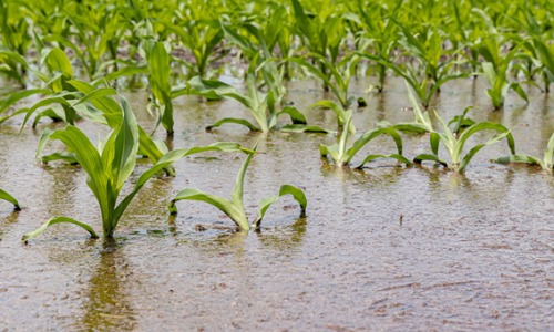 Recomandações para o agricultor se defender dos prejuízos provocado pelo El niño