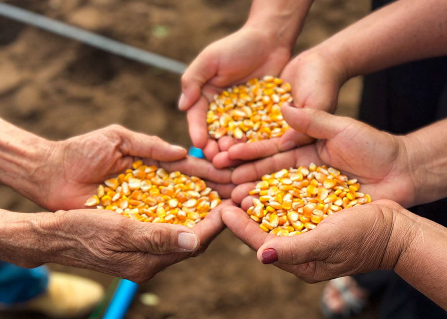 Experiência do agricultor no campo e conhecimentos científicos ajudam a conservar sementes no Semiárido brasileiro