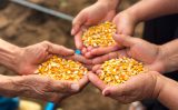 Experiência do agricultor no campo e conhecimentos científicos ajudam a conservar sementes no Semiárido brasileiro