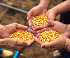 Experiência do agricultor no campo e conhecimentos científicos ajudam a conservar sementes no Semiárido brasileiro
