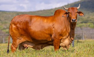 Vários dias dedicados a oferta de compra das raças sindi e nelore, em Pernambuco