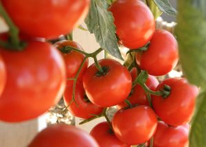 O plantio do tomate exige cuidados especiais e observação do clima de cada região produtora