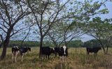 Uma árvore nativa da América Tropical é considerada a melhor para ser utilizada nos projetos silvipastoris