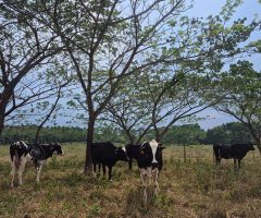 Uma árvore nativa da América Tropical é considerada a melhor para ser utilizada nos projetos silvipastoris