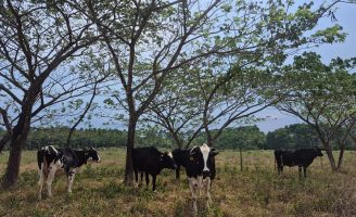 Uma árvore nativa da América Tropical é considerada a melhor para ser utilizada nos projetos silvipastoris