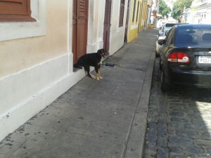 Cachorro senta na porta para ver Olinda passar     