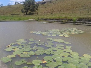A flor das águas     